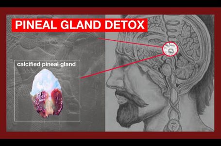 Pineal Gland Detox