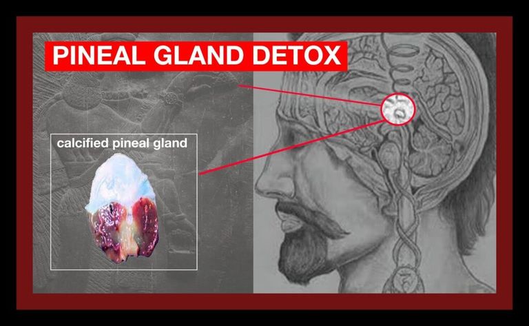 Pineal Gland